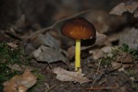 pluteus_romelli