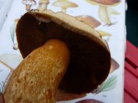 suillus_variegatus