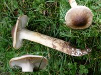 hygrophorus_olivaceoalbus