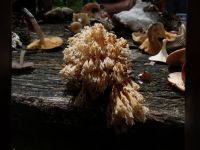 artomyces_pixidatus