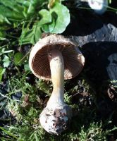 Cortinarius_rapaceus