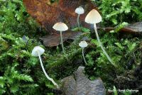 Mycena_olida