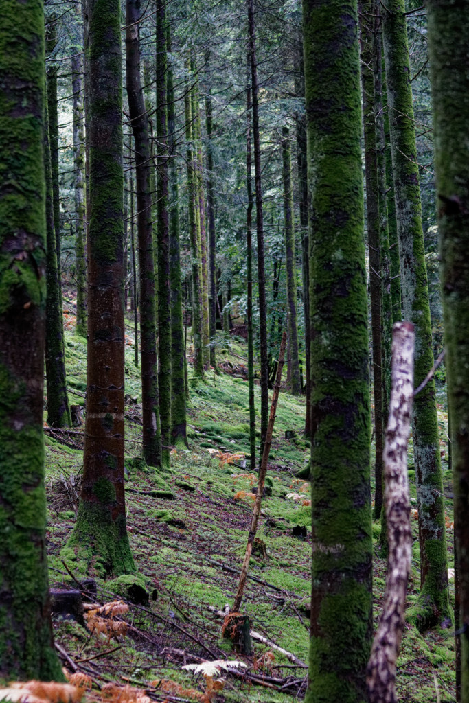 IMG 0542 DxOweb