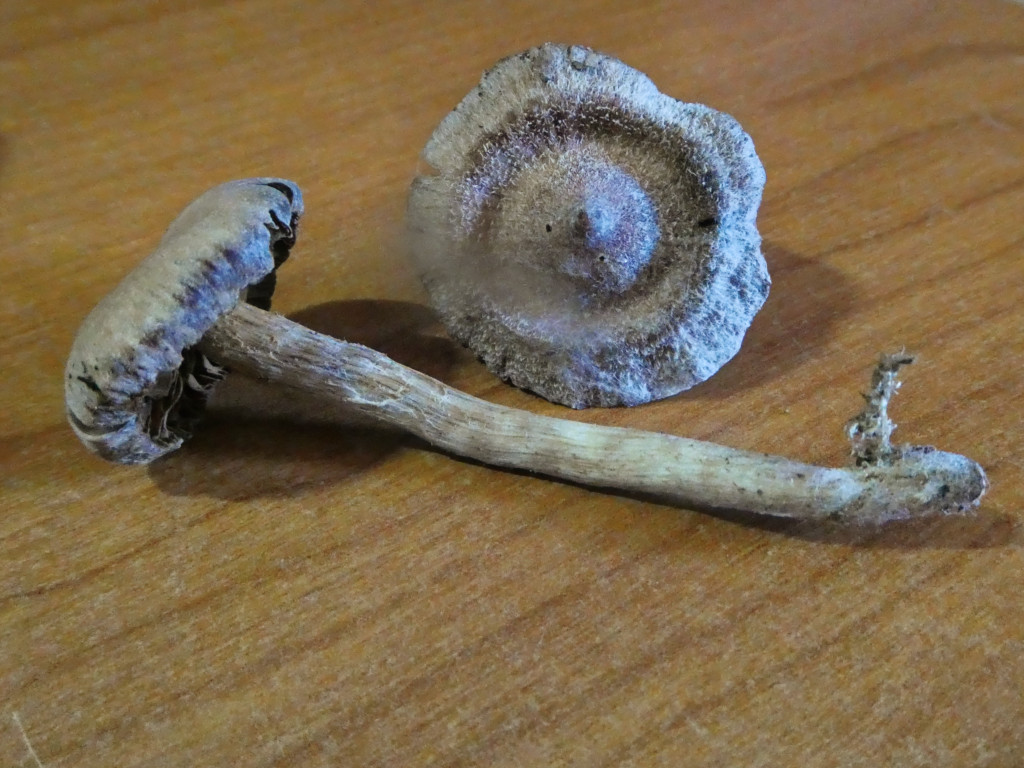 Cort Hemitrichus DxOweb